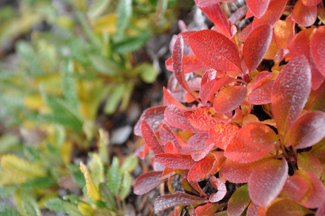 Eat, shop and spy to boost local biodiversity