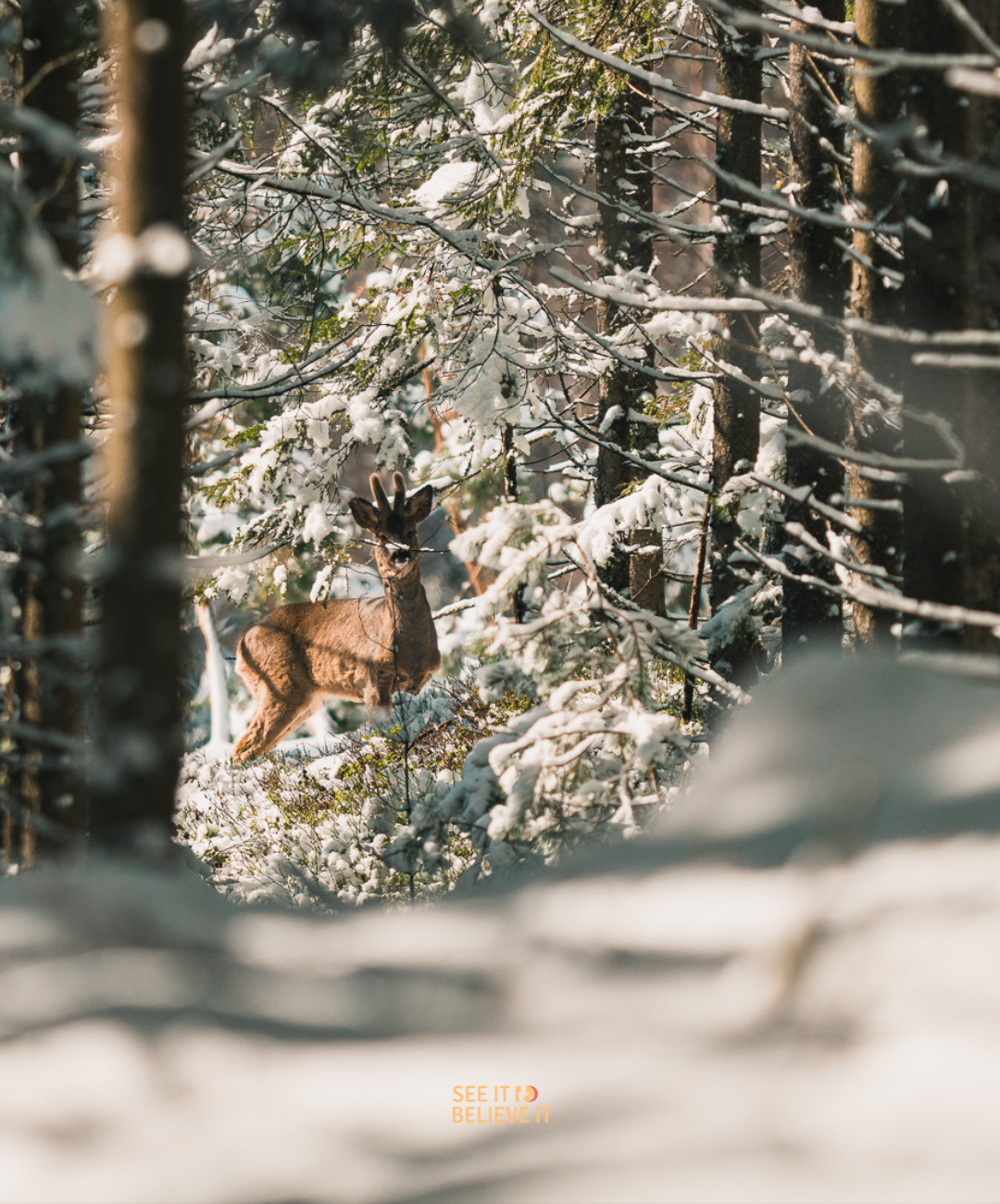 Forests are home to 4 out of 5 land animals